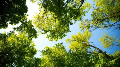 tree shear